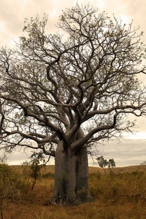 Magestic Boab Tree In The Kimberley